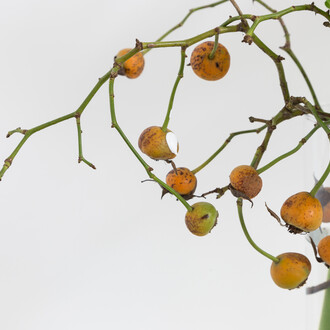 Lucía Prancha, Perseguindo o invisível, 2015. Foto: Bruno Lopes