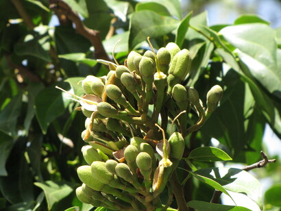 Flores de Jatobá. "Árvores, pulvis que vibram verde vivo. Eu me abraço e, de repente, incorporo o medo dos muros que me cercam, muralhas hoje disseminadas"