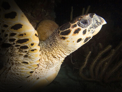 Los campeones marinos en migración parecen ser las solitarias tortugas marinas: un cardón o laúd (Dermochelys coriacea)