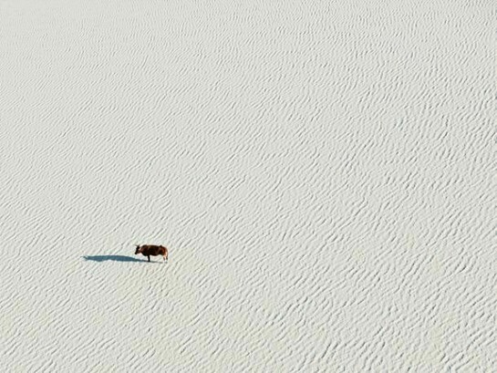 Zack Seckler, Lone Bull 2009