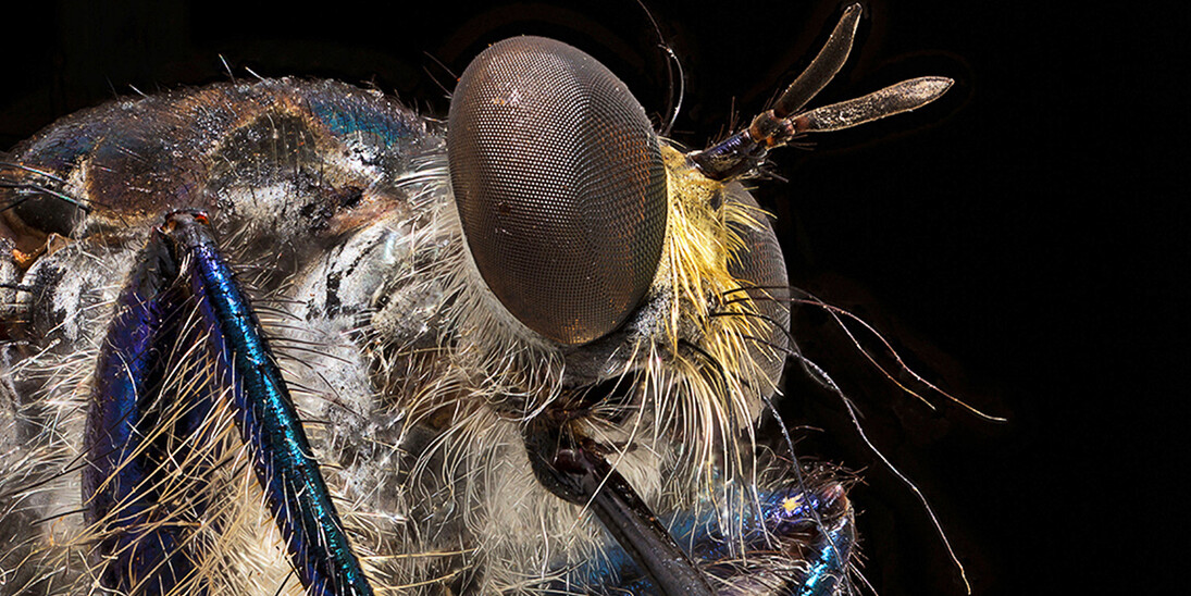Fliegen, Mücken und Flöhe. Courtesy of Museum für Naturkunde