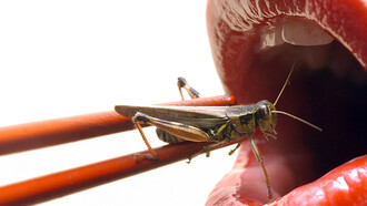 Manjares de otras tierras