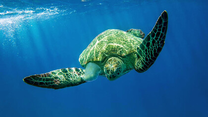 Las tortugas marinas son de las especies que más migran por supervivencia