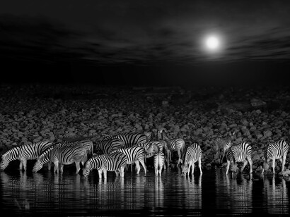 Zebre di notte, foto di Sergio Pessolano