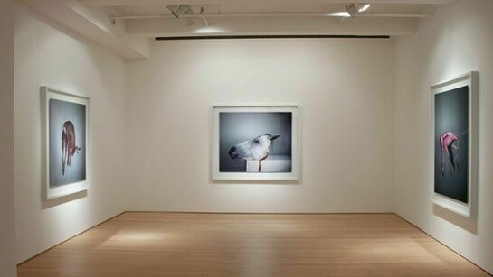 Richard Learoyd, Installation View
