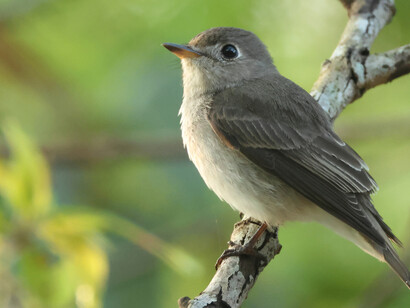 Brown Flycatcher, a winter migant ©  Gehan de Silva Wijeyeratne