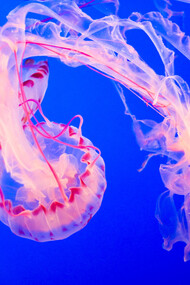 Medusa della famiglia Phylum Cnidaria