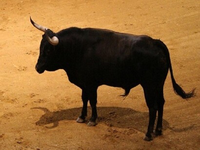 Toro nella corrida