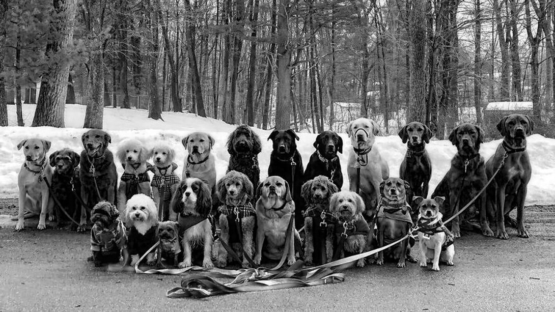 Grupo de perros posa para su paseador