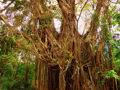 Balete Tree