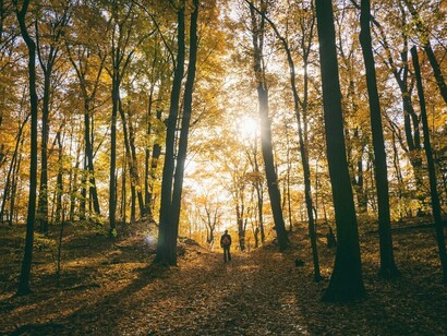 Chi ci può guidare ed ispirare più della Natura per muoverci dentro al bosco?