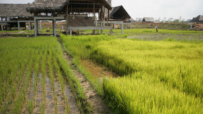 Rehabilitation of paddy fields during construction © Gehan de Silva Wijeyeratne