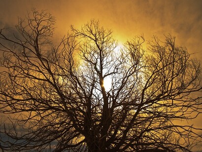La bellezza di un albero