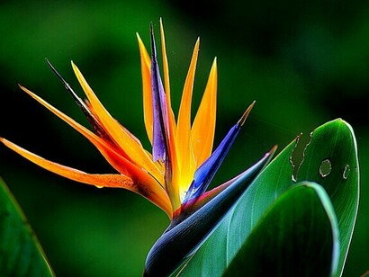 Una flor en todo su esplendor. La humanidad, como en un jardín, ha experimentado el progreso en sentido colectivo, a lo largo de la evolución y la historia
