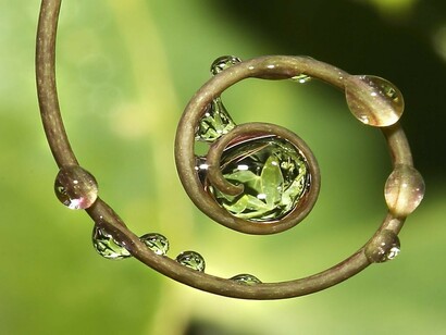 La espiral de Fibonacci en una rama