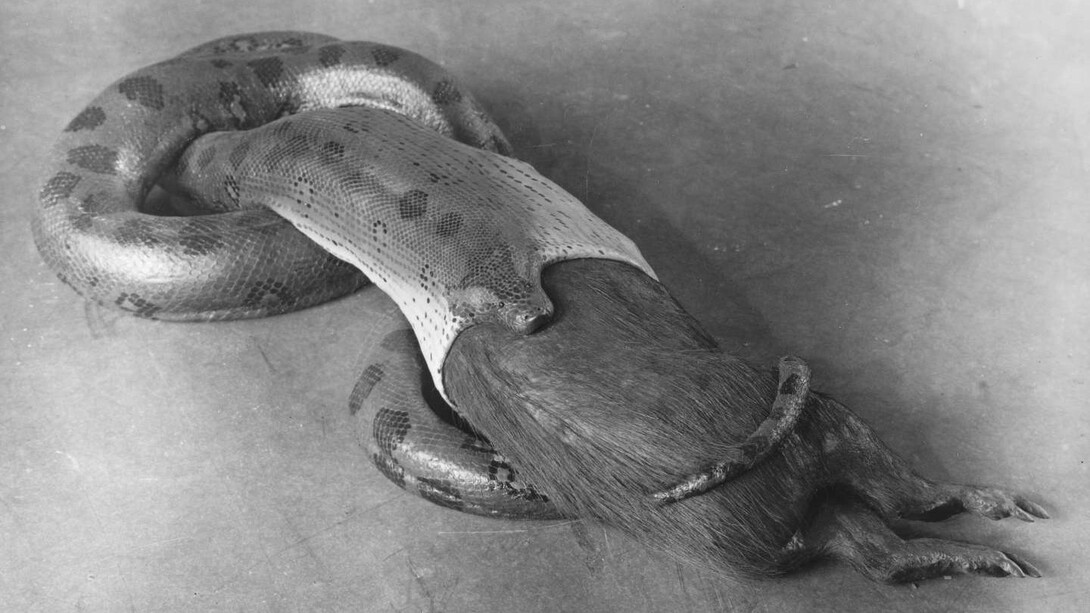 Anakonda, ausstellungsstück. Mit freundlicher genehmigung des Senckenberg Naturmuseums
