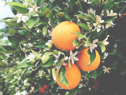 L’arancio fa parte della famiglia degli agrumi, ricco in vitalità e vitamina C, stimolante creativo e immunoregolatore