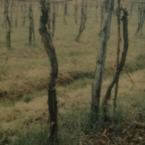 Germano Sartelli, Dallo scatto all'opera: Germano Sartelli e la polaroid, immagine in mostra (dettaglio). Per gentile concessione di Pallavicini22 Art Gallery