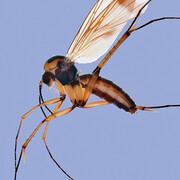 Fliegen, Mücken und Flöhe. Courtesy of Museum für Naturkunde