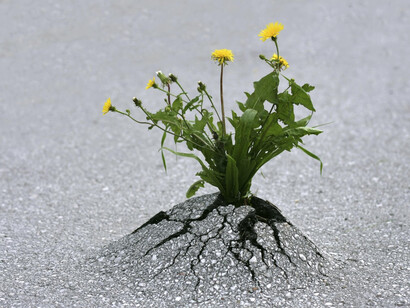 Resiliência ou crescer em ambientes complicados