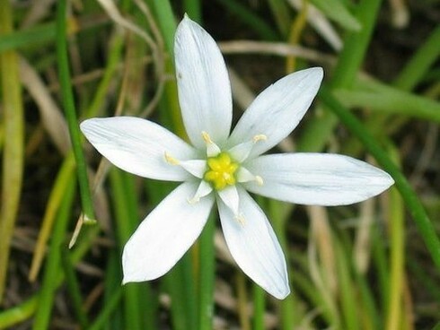 Fiori di Bach. Star of Bethlehem (Ornithogalum umbellatum) agisce sui traumi e su pregressi episodi di shock