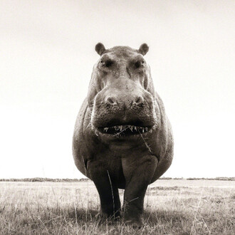 Graeme Purdy. Courtesy of Woolff Gallery