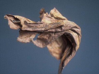 Tim Knight, Study Of A Single Leaf, Photographic Print on Glossy Paper, 20" x 30"