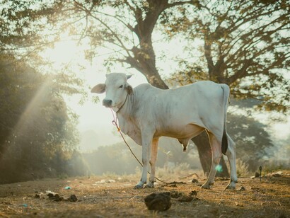 Sozinha sob a claridade da manhã, a vaca parece ocupar um espaço entre o terreno e o espiritual. Talvez seja por isso que sua imagem tenha atravessado séculos como objeto de reverência