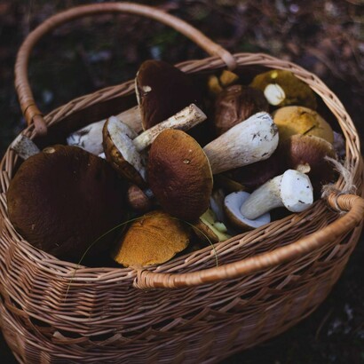 After finding the gleaming fungus in the woods, she quickly delivers it to cure the beast