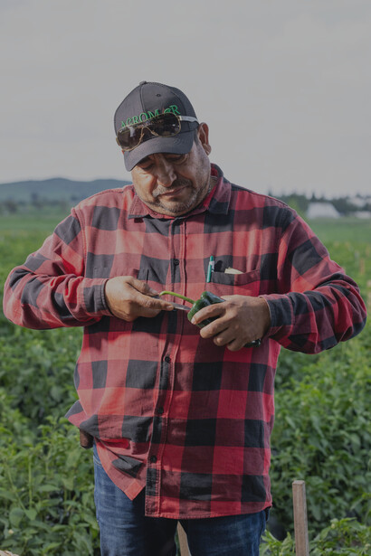 Un campesino vestido con jean, camisa y gorra, quitando el tallo y las semillas a un morrón