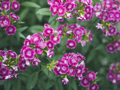 Primavera in fiore: esplora la rinascita della natura attraverso paesaggi incantevoli e fragranze floreali