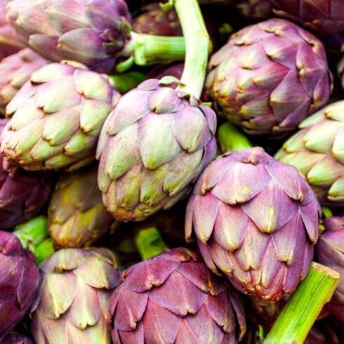 La forma compatta, il colore verde intenso con sfumature violacee e la quasi totale assenza di spine lo rendono facilmente riconoscibile