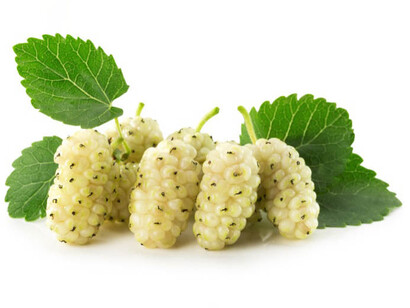 Il gelso è stato coltivato fin dall’antichità