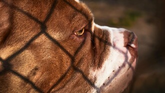 Cachorro e sombra de grades. O cão pareceu perceber a minha presença, mudou de direção e rumou ao meu encontro. Fiquei alerta. Ele veio andando lentamente e quando chegou a cerca de uns dois metros parou. Levantou a cabeça e me olhou fixamente. Pude então notar que ele estava cravado de dezenas de espinhos no focinho e em torno dos olhos