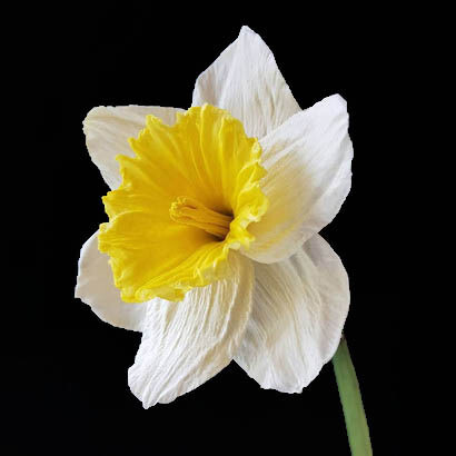 Il narcisista è, da solo, il centro del suo mondo