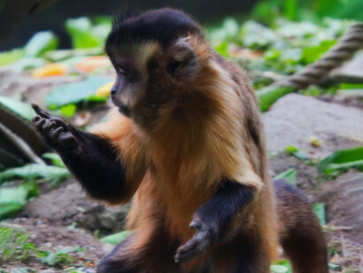 Un cucciolo di Cebus apella