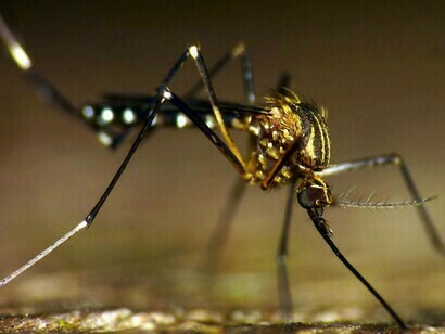 Um hack baseado em CRISPR pode erradicar mosquitos transmissores de malária