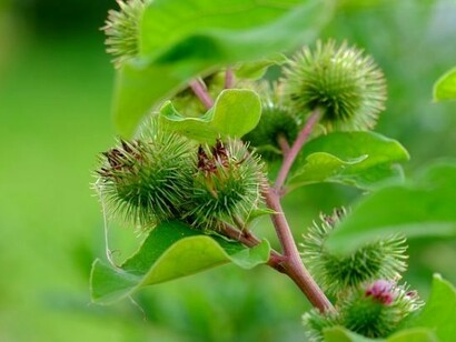 Fiori di Bardana