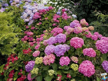 Ortensie 