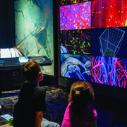 Your Brain. Courtesy of The Franklin Institute