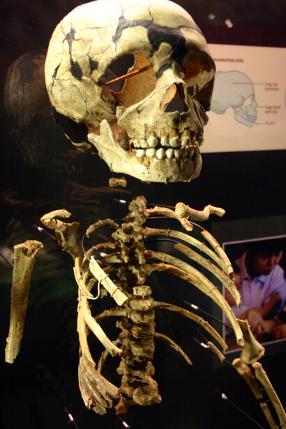 Niño neandertal. Foto: FunkMonk