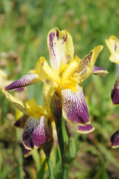 La collezione di iris comprende anche quelle di origine orientale amanti delle rive umide. Foto di Enzo Valenti