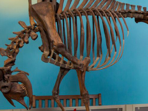 Native American Exhibition. Courtesy of Science Museum of Minnesota