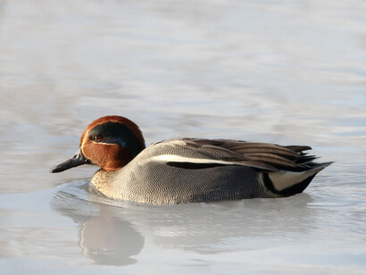 The male Teal has a green strip on its head © Gehan de Silva Wijeyeratne