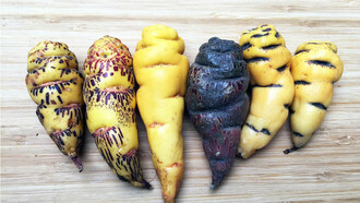 En lo alto de los Andes, entre rituales ancestrales y suelos agrestes, crece una planta milenaria que hoy despierta el interés del mundo: la mashua