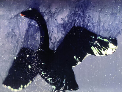 Patricia Olynyk, Black swan in three variations. Courtesy of Bruno David Gallery