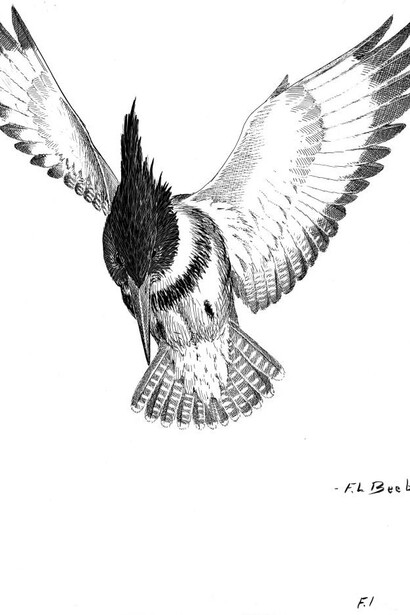 Ornithology. Courtesy of Royal BC Museum
