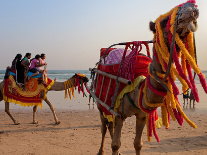 Camels in India