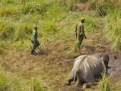 Un elefante ucciso dai bracconieri