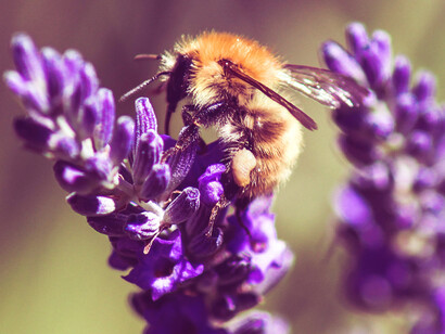 Lavanda come antisettico